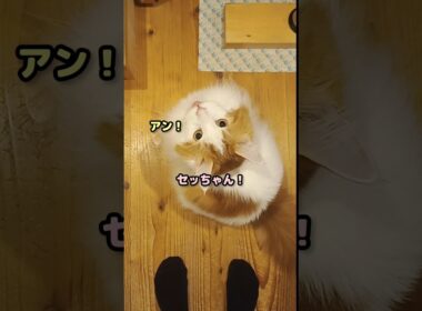 今日のセテさん #メインクーン #shorts #猫 #猫のいる暮らし#cat #mainecoon #catlover​  #catshorts​ #cute​ #cutecat​ #fyp​