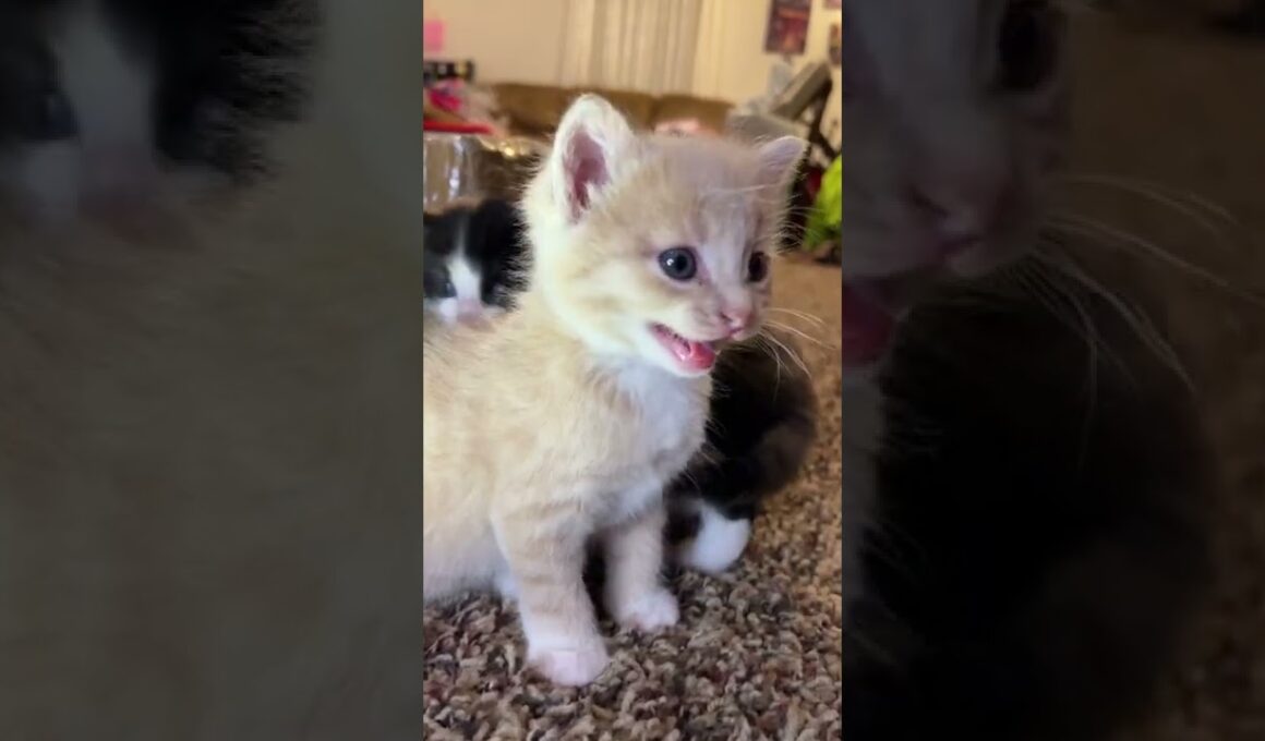 Kitten meows. (Play this to make your cat go crazy)