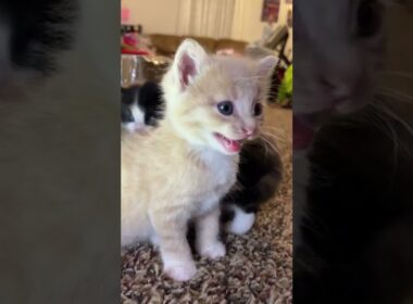 Kitten meows. (Play this to make your cat go crazy)