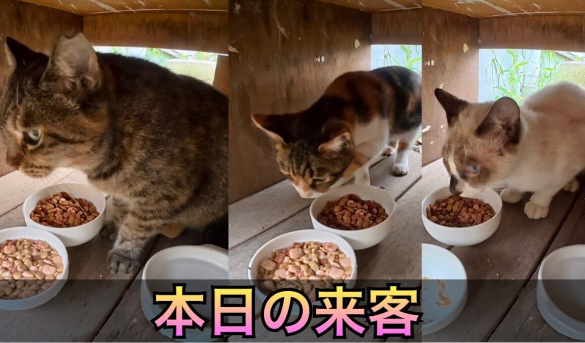 今回は、サビ猫さん、ちび三毛ちゃん、たぬシャムくんが来た。久しぶりに三毛ちゃん登場。