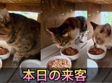 今回は、サビ猫さん、ちび三毛ちゃん、たぬシャムくんが来た。久しぶりに三毛ちゃん登場。