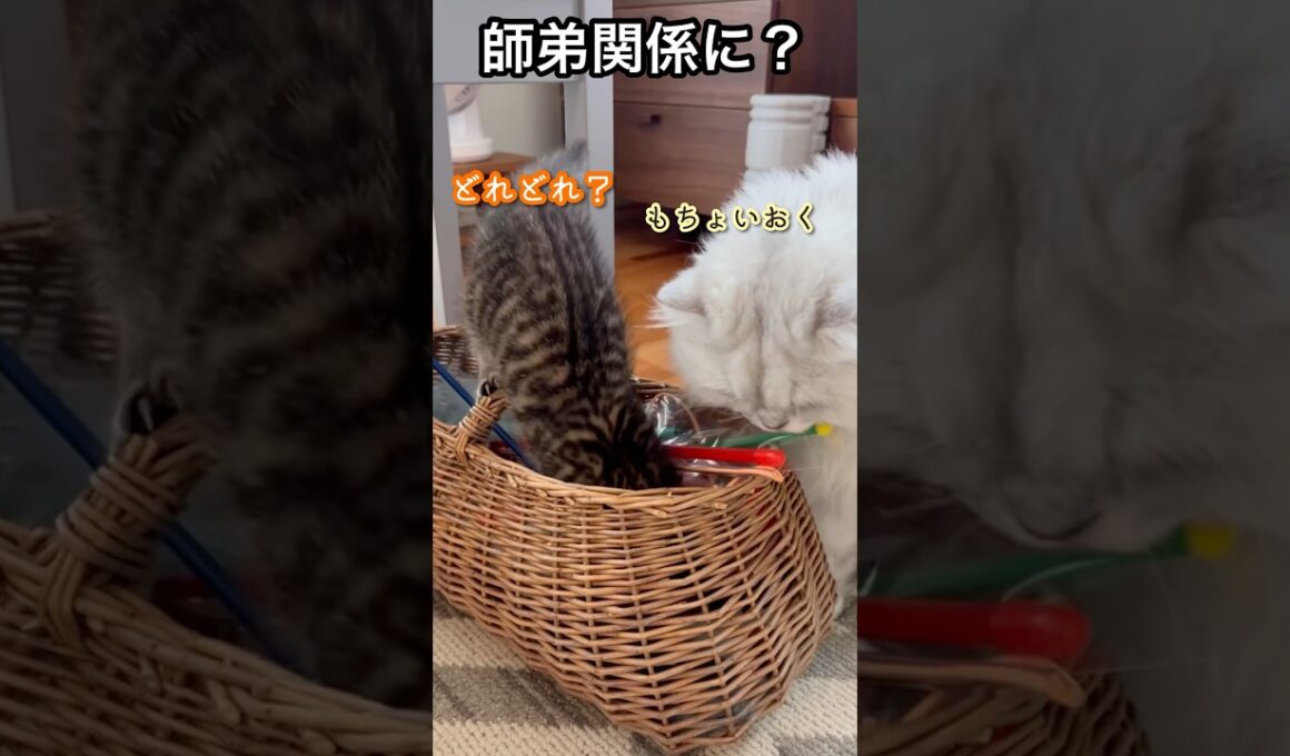 あにきとこぶん（おもちゃ箱編）#ペルシャ#チンチラ#猫#ねこ #猫のいる暮らし #癒し #いやし#cat  #ふわふわ #野良猫 #キジトラ
