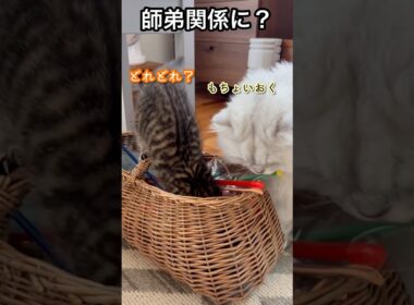 あにきとこぶん（おもちゃ箱編）#ペルシャ#チンチラ#猫#ねこ #猫のいる暮らし #癒し #いやし#cat  #ふわふわ #野良猫 #キジトラ