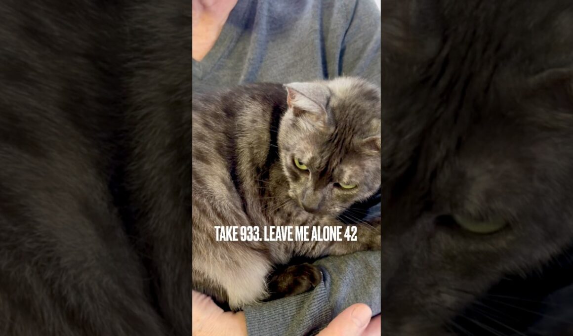 #構い過ぎてごめんなさい #わかっちゃいるけど #ほっといて #egyptianmaucat #エジプシャンマウ #エジプシャンマウスモーク #エジプシャンマウの仲間たち #shorts