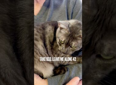 #構い過ぎてごめんなさい #わかっちゃいるけど #ほっといて #egyptianmaucat #エジプシャンマウ #エジプシャンマウスモーク #エジプシャンマウの仲間たち #shorts