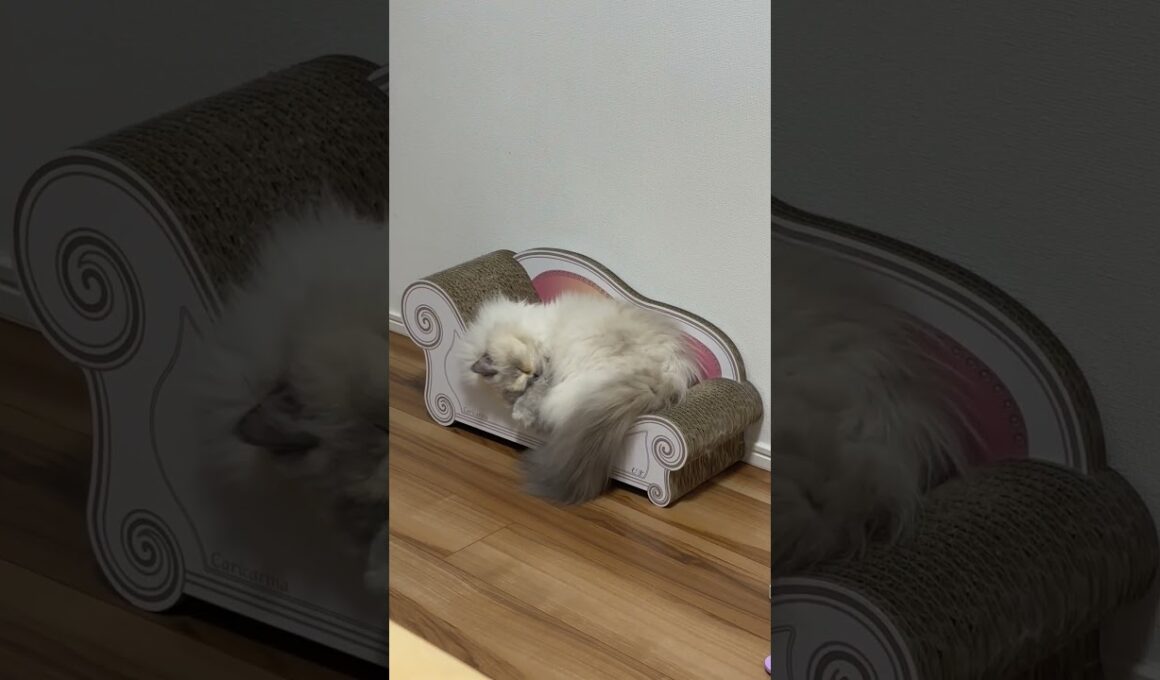 救急車が通っても爆睡ひまちゃん #ヒマラヤン