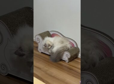 救急車が通っても爆睡ひまちゃん #ヒマラヤン