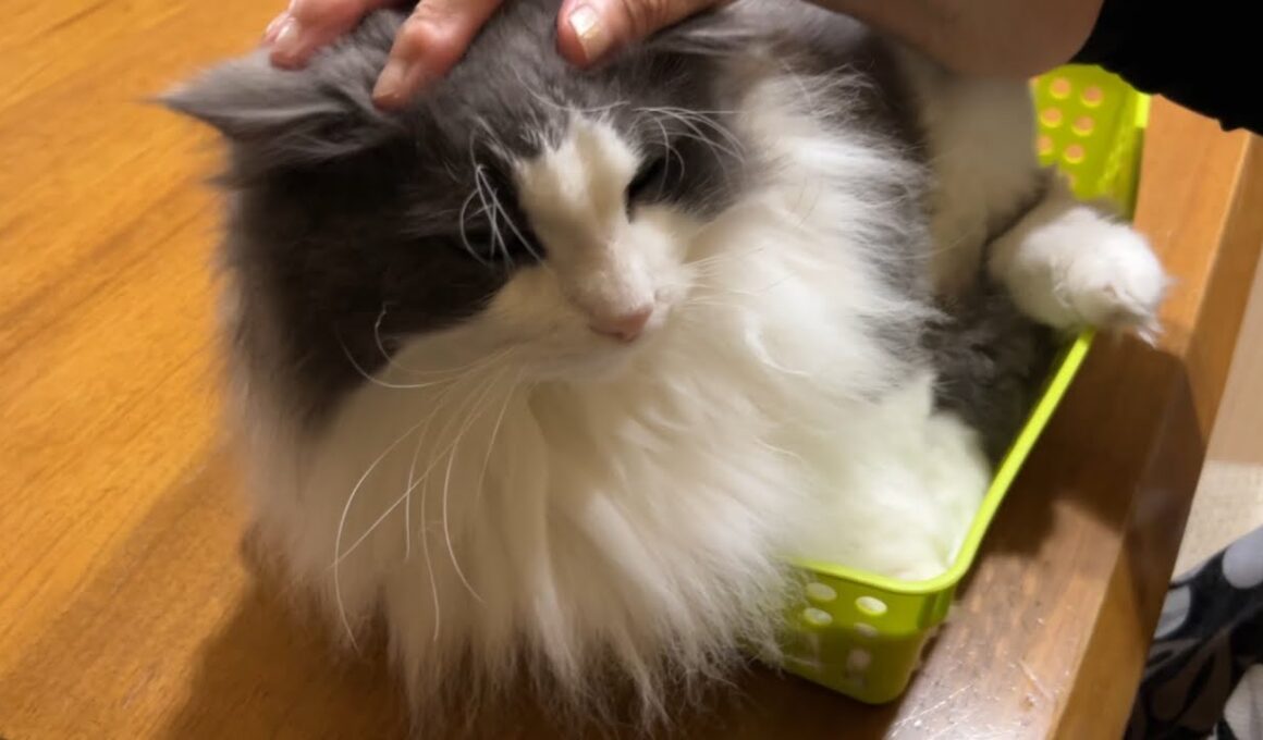 【ばあば♪】おとなしいニャンズもばあばに可愛がってもらった😙ノルウェージャンフォレストキャットとターキッシュアンゴラ