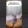 訓練の成果を活かすつむやま〜【シャルトリューつむやまの秋の狩りシーズン日記】 #ねこ #cat #シャルトリュー #chartreux #猫 #ネコ #ジブリ #ハウルの動く城 #猫のいる暮らし