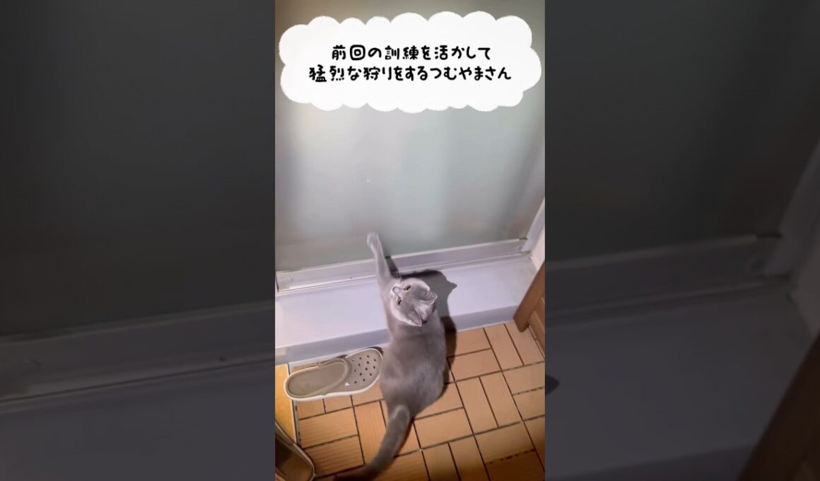 訓練の成果を活かすつむやま〜【シャルトリューつむやまの秋の狩りシーズン日記】 #ねこ #cat #シャルトリュー #chartreux #猫 #ネコ #ジブリ #ハウルの動く城 #猫のいる暮らし