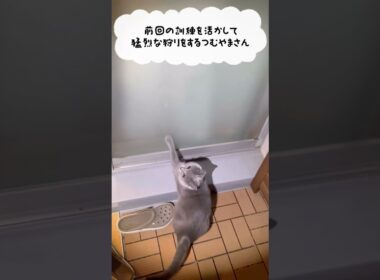訓練の成果を活かすつむやま〜【シャルトリューつむやまの秋の狩りシーズン日記】 #ねこ #cat #シャルトリュー #chartreux #猫 #ネコ #ジブリ #ハウルの動く城 #猫のいる暮らし