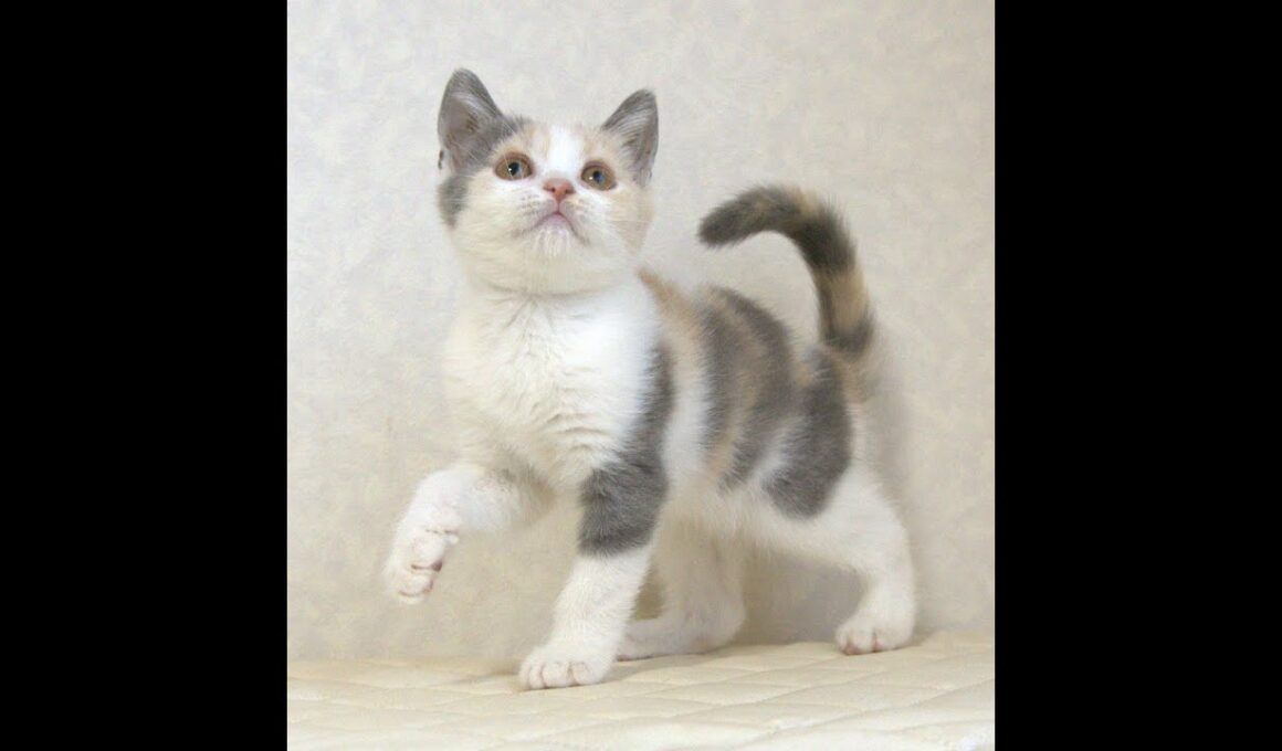 ブリティッシュショートヘアー子猫　British Shorthair　2025.8.９産まれ　　　ダイリュートキャリコ　パステル三毛　洋三毛猫　女の子　シーダキャット猫のお店