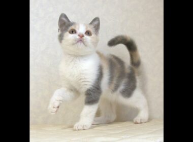 ブリティッシュショートヘアー子猫　British Shorthair　2025.8.９産まれ　　　ダイリュートキャリコ　パステル三毛　洋三毛猫　女の子　シーダキャット猫のお店