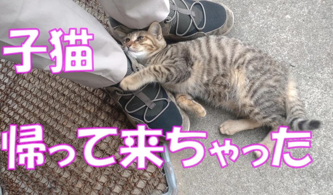 【保護猫】お別れした子猫が戻って来ました...