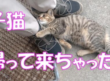 【保護猫】お別れした子猫が戻って来ました...