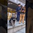 警察猫〝シャルトリューver.〟  ＃猫＃シャルトリュー＃cat＃警察