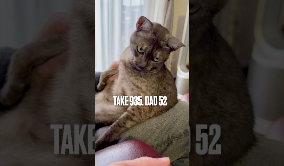 #パパ大好き猫 #甘えん坊 #おすわりねこ #勝ち気猫 #egyptianmaucat #エジプシャンマウ #エジプシャンマウスモーク #エジプシャンマウの仲間たち #shorts