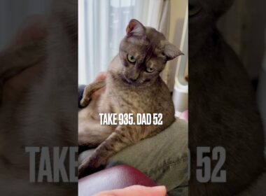 #パパ大好き猫 #甘えん坊 #おすわりねこ #勝ち気猫 #egyptianmaucat #エジプシャンマウ #エジプシャンマウスモーク #エジプシャンマウの仲間たち #shorts