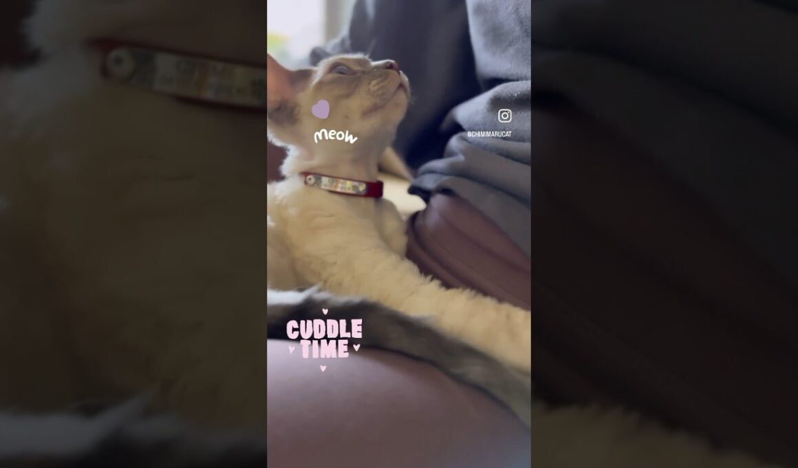 Devon Rex Cat - just chilling with mummy おかあさんとのんびり🧡 #cat #devonrex #catlover