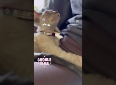 Devon Rex Cat - just chilling with mummy おかあさんとのんびり🧡 #cat #devonrex #catlover