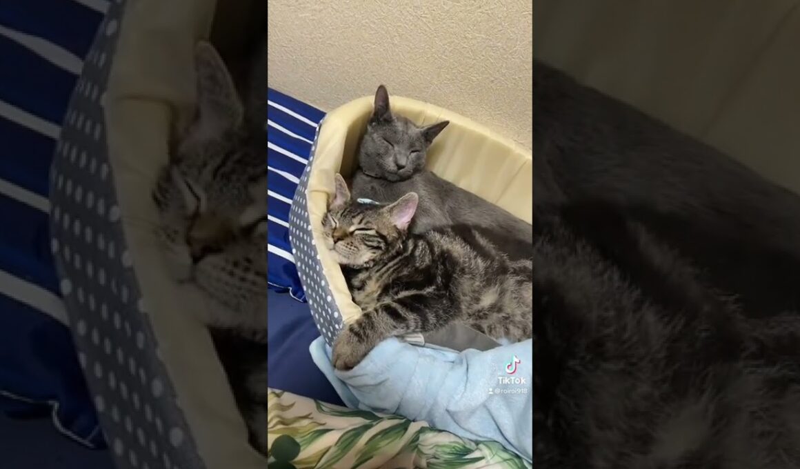 一緒にウトウトして寝そうな猫たちが可愛すぎる #Shorts
