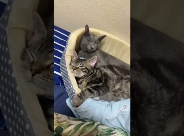 一緒にウトウトして寝そうな猫たちが可愛すぎる #Shorts