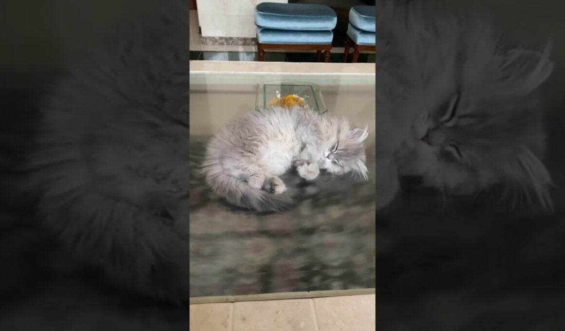 ④ペルシャ猫の子猫 #shorts #ペルシャ猫 #Persian #ネコ #猫 #cat #子猫 #kitten
