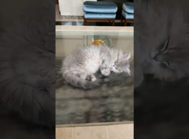 ④ペルシャ猫の子猫 #shorts #ペルシャ猫 #Persian #ネコ #猫 #cat #子猫 #kitten