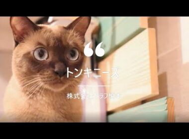 【トンキニーズ】キャットステップ　キャットウォーク　ナチュラル　猫　ネコ　ステップ　壁　猫と住むマンション　猫と住む家　ペット　ペットリフォーム　千葉県