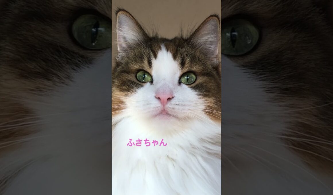 ふさちゃん、秋に何を想う🍁#ノルウェージャンフォレストキャット #cat #cats #猫のいる暮らし #猫 #ねこ #長毛猫 #pets