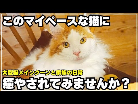 なんでもない毎日がちょっと幸せになるメインクーンとの日常