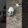 子ネコ２匹。シャムのパンダ、三毛猫さん。無事、すくすくと育っています