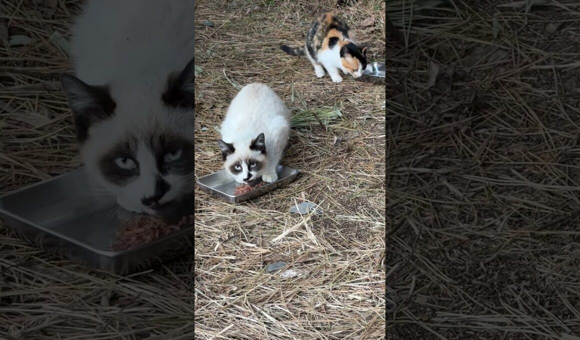 子ネコ２匹。シャムのパンダ、三毛猫さん。無事、すくすくと育っています