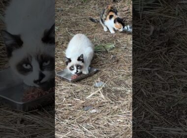 子ネコ２匹。シャムのパンダ、三毛猫さん。無事、すくすくと育っています