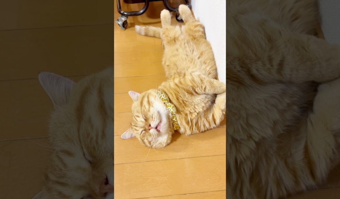 暑すぎる日本の夏、ぽっちゃり猫の寝顔もこうなっちゃいます