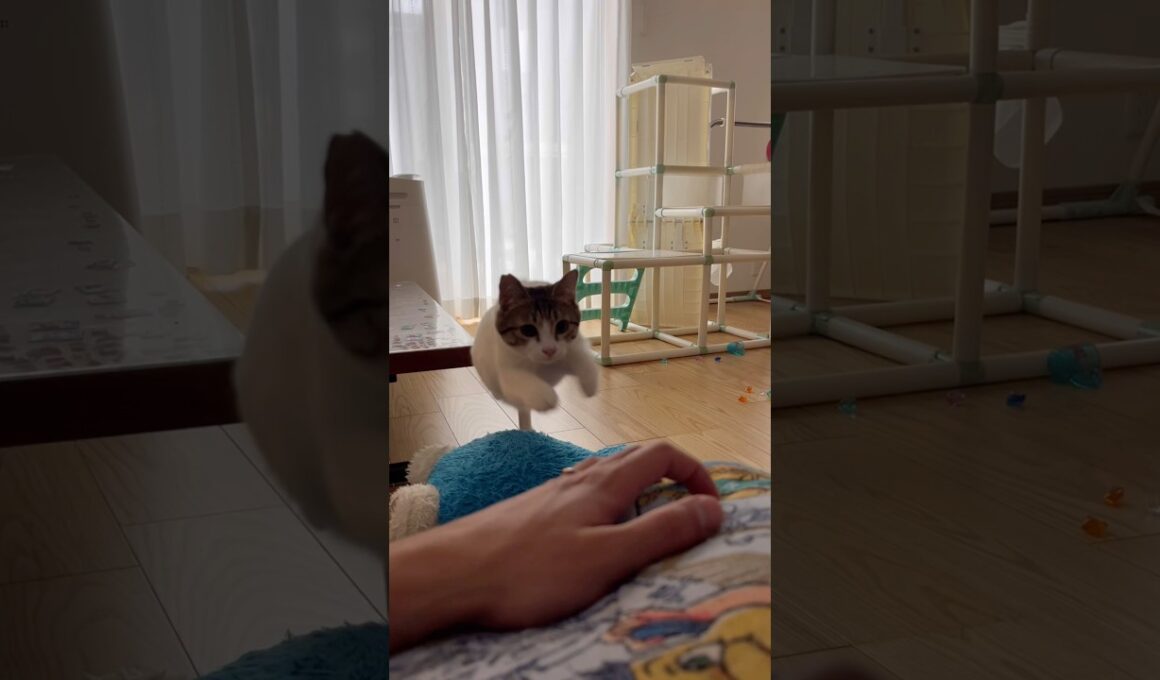 【保護猫】ジャンピング猫