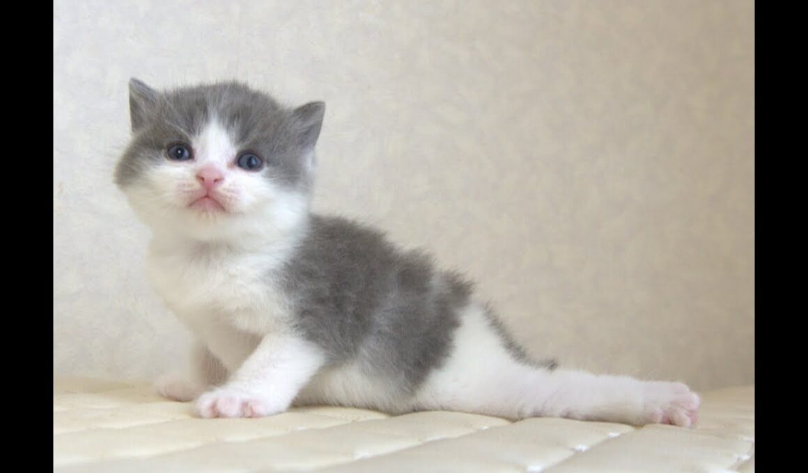 ブリティッシュショートヘアー子猫　British Shorthair　2025.9.27産まれ　　　ブルー＆ホワイト　男の子　シーダキャット猫のお店