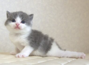 ブリティッシュショートヘアー子猫　British Shorthair　2025.9.27産まれ　　　ブルー＆ホワイト　男の子　シーダキャット猫のお店