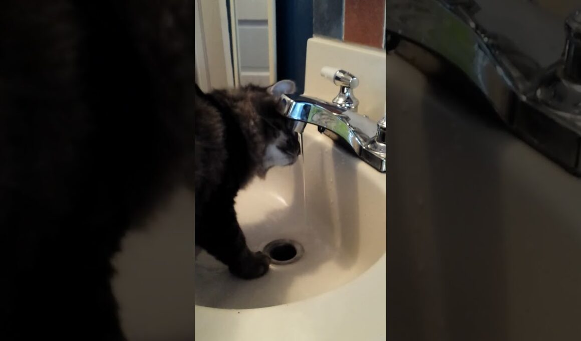 The Top 6 Fluffiest Cat Breeds!!!