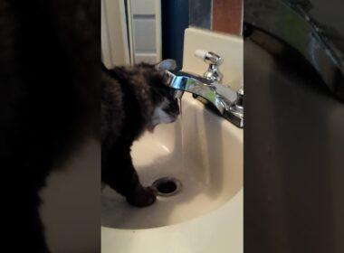 The Top 6 Fluffiest Cat Breeds!!!