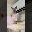 エアコンの風で暖をとる猫スルタンとアレクサンドラ【スフィンクス】