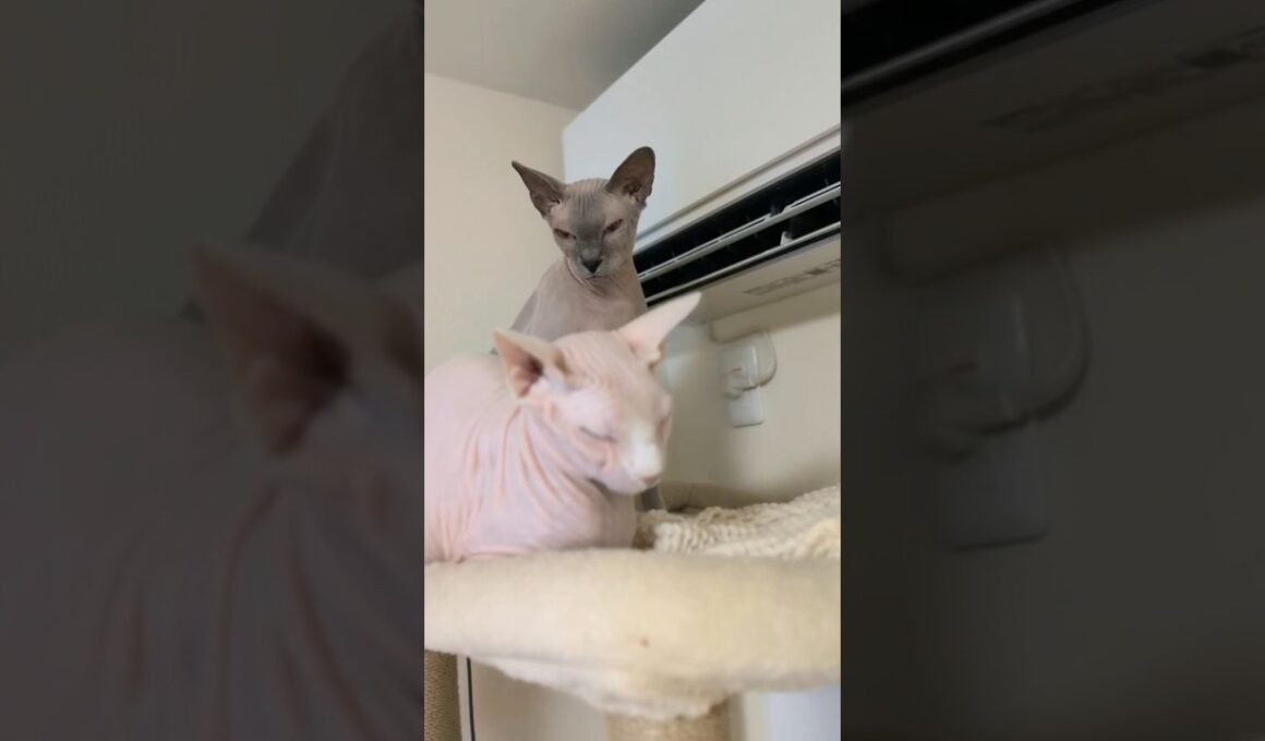 エアコンの風で暖をとる猫スルタンとアレクサンドラ【スフィンクス】