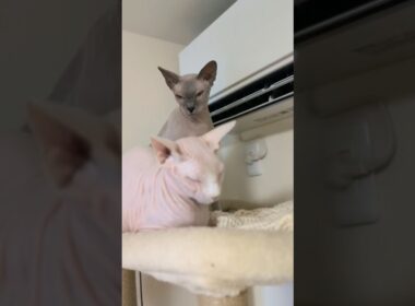 エアコンの風で暖をとる猫スルタンとアレクサンドラ【スフィンクス】