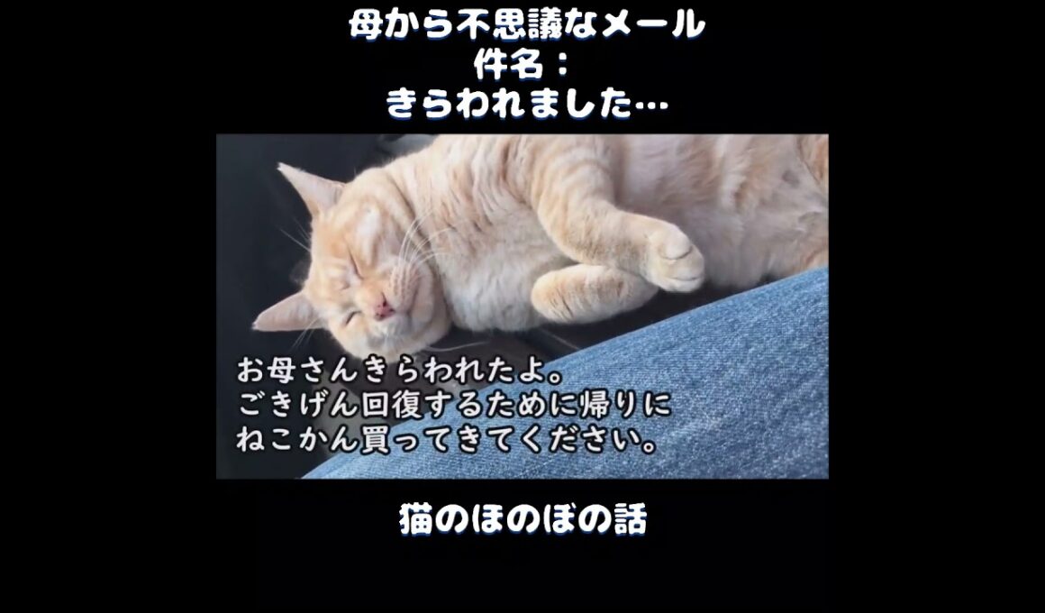 【猫のほのぼの話】母から不思議なメール。件名：きらわれました…＃ねこぬこにゃんこ #猫 #猫の話 ＃ほのぼの ＃shorts