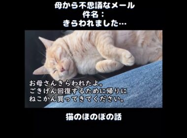 【猫のほのぼの話】母から不思議なメール。件名：きらわれました…＃ねこぬこにゃんこ #猫 #猫の話 ＃ほのぼの ＃shorts
