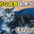子猫の成長スピードが早すぎる
