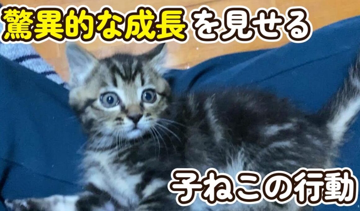 子猫の成長スピードが早すぎる
