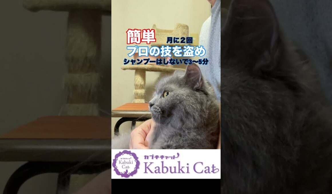簡単に【ピカピカツルツルお毛々】シャルトリュー #好きな子猫  #シャルトリュー  #猫好きさんと繋がりたい