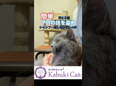 簡単に【ピカピカツルツルお毛々】シャルトリュー #好きな子猫  #シャルトリュー  #猫好きさんと繋がりたい