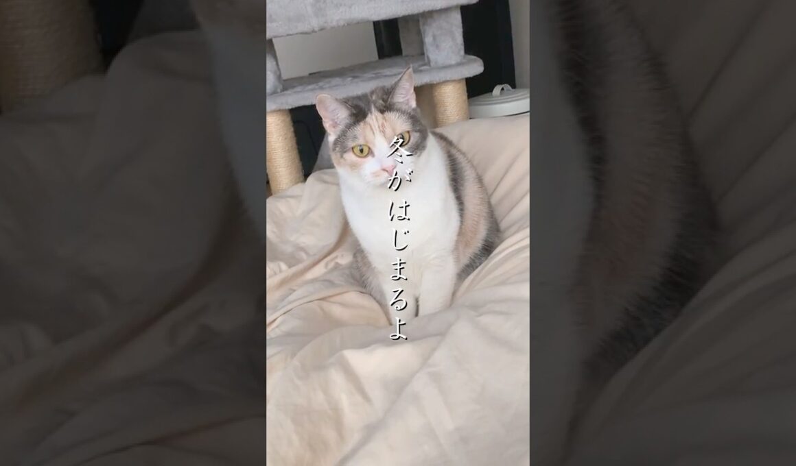 【突然】冬がはじまるよ　＃槇原敬之